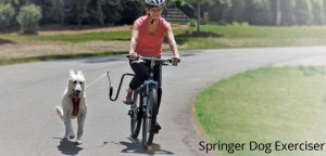 Springer Dog Bicycle Exerciser Kit