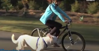 Canine Bike Attachment