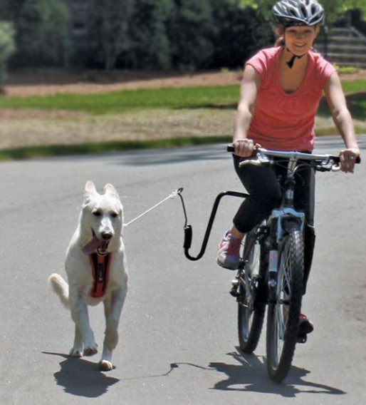 Biking with your dog using a Springer dog exerciser